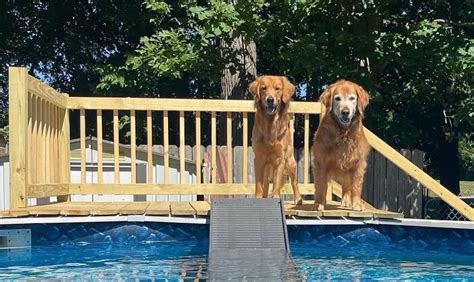 dog pool ramp nearby